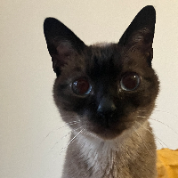 Photo of Prince (Siamese)