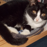 Photo of Momo (Moggy)