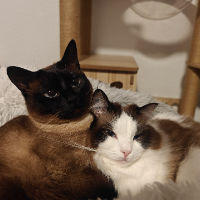 Photo of Nini (Ragdoll)