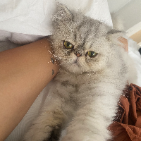 Photo of Romeo (Persian)