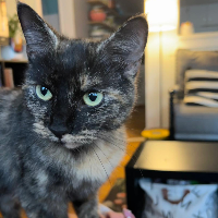 Photo of Friend’s kitten, cuddle-obsessed Ghost (Other)