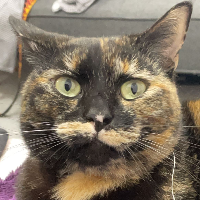 Photo of Kitkat (Other)