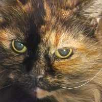 Photo of Star (Other)