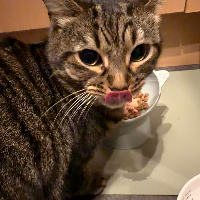 Photo of Fifi (October 2025) (Tabby)