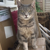 Photo of Flora (British Shorthair)