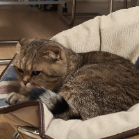 Photo of Taiga (British Shorthair)