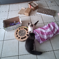 Photo of Kitten brauchen einen Spielplatz-immer Neues ausprobiert u ausgetauscht. (Other)