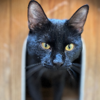 Photo of Brussel Sprout (Moggy)