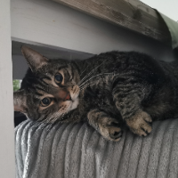 Photo of Tassilo (Tabby)