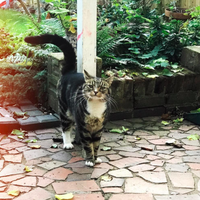 Photo of Sarge (None)