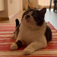 Photo of Perseo (British Shorthair)