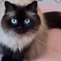 Photo of Markis (Persian)