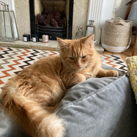 Photo of Nacho (British Shorthair)