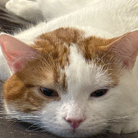 Photo of Benji (Other)