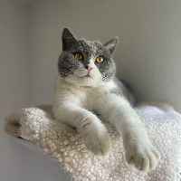 Photo of Mimi (British Shorthair)