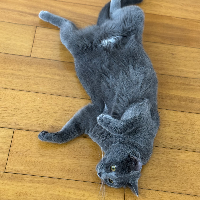 Photo of Miffy (British Shorthair)