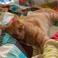 Photo of Ron (British Shorthair)