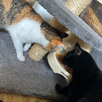 Photo of Zena et Faust (Other)