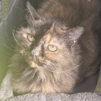 Photo of Star (Other)