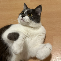 Photo of Blue (British Shorthair)