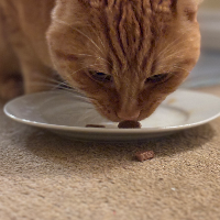 Photo of Ted (British Shorthair)