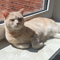 Photo of Elli (Moggy)