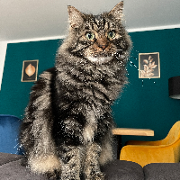 Photo of Leo (Moggy)