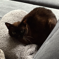 Photo of Sina (Other)