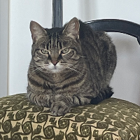 Photo of Chatoune (Other)