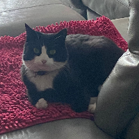 Photo of Tallulah  (Other)