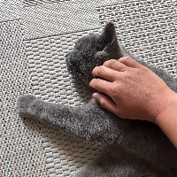 Photo of Loki (British Shorthair)