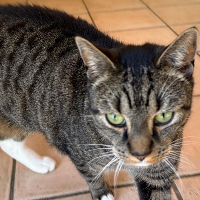 Photo of Tabbo (September 2025) (Tabby)