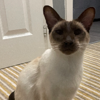 Photo of Minnie  (Siamese)
