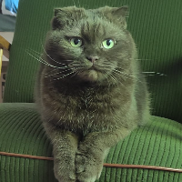 Photo of Nougat (Other)