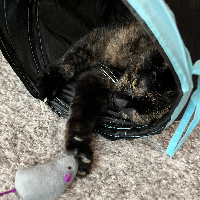 Photo of Pepi (British Shorthair)