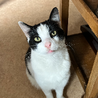 Photo of Alfie (Moggy)