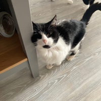 Photo of Gizmo (British Shorthair)