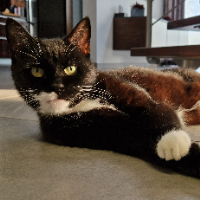 Photo of Kalimero (Other)