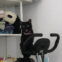 Photo of Stel (Tabby)