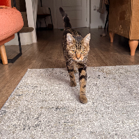 Photo of Percy (Tabby)