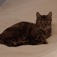 Photo of Emma♥ Kurzbesuch. Sie  hat  mich akzeptiert, aber mehr auch nicht. Bin mittlerweile geduldet. (Tabby)