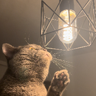 Profilbild für Kamal K