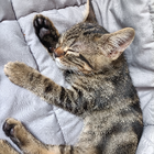 Avatar pour Cristian C