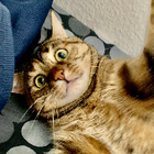 Profilbild für Simone P