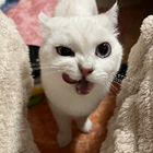 Profilbild für Yibin K