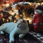 Avatar pour Yaacoub F