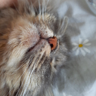 Profilbild für Nataliia S