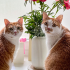 Profilbild für Karalina S