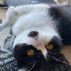 Profilbild für Hang Y