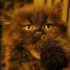 Profilbild für Siqi S